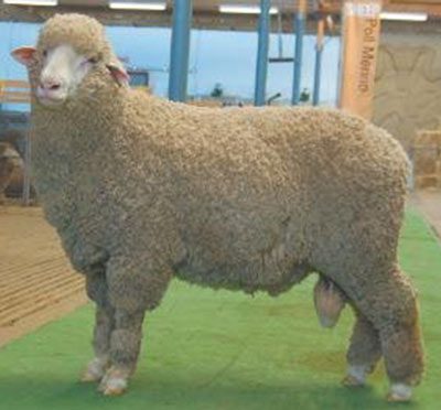 Kamora Park 304 - Winner of Fibre Meat Class at 2009 Adelaide Royal