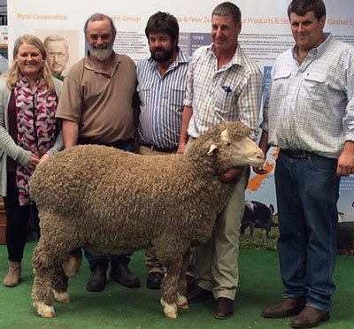 Kamora Park 333 - Sold for $18,00 at Adelaide Ram Sale 2015